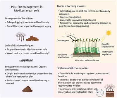 The Recovery of Mediterranean Soils After Post-Fire Management: The Role of Biocrusts and Soil Microbial Communities